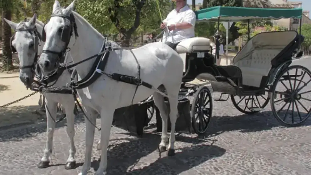 Calèche tirée par des chevaux devant la Mezquita-Cathédrale de Cordoue avec touristes à bord