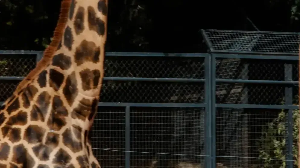 Vue de Zoo de Cordoue