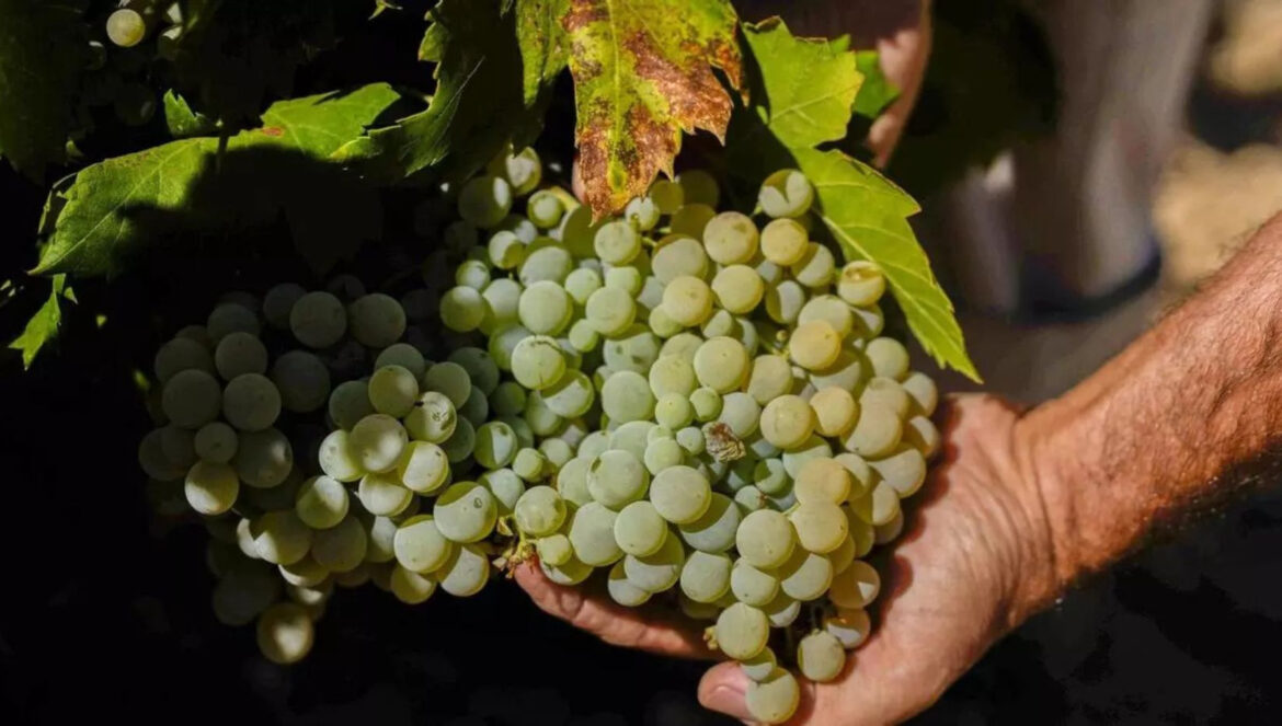Recolección de uvas en los viñedos de Montilla-Moriles / El Día