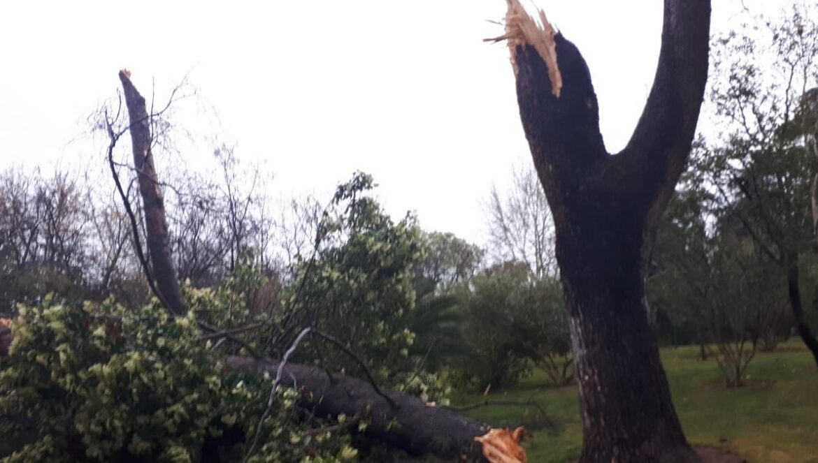 Uno de los árboles del Parque Cruz Conde afectados por el tornado de marzo de 2024.