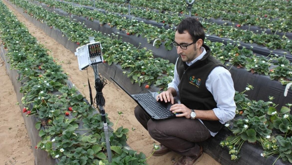 Un agrónomo de la UCO. Desarrollo de un estudio del Departamento de Agronomía de la UCO.