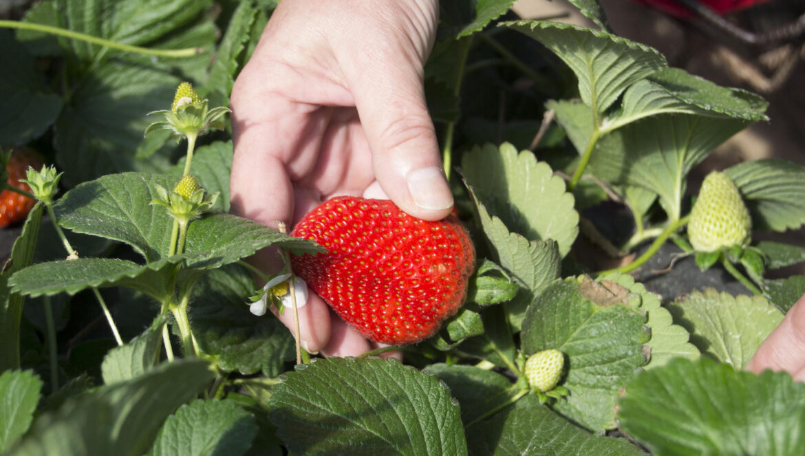 Un cultivo de fresas / El Día