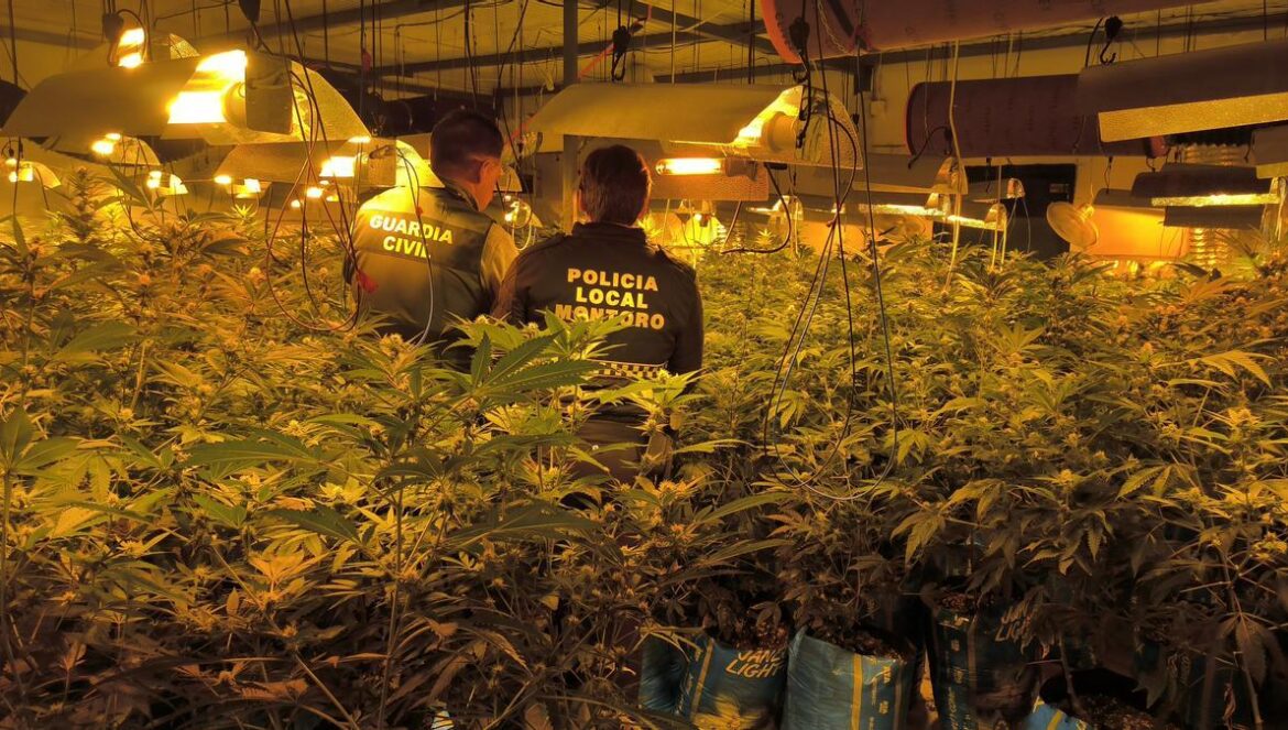 Plantación de marihuana intervenida.