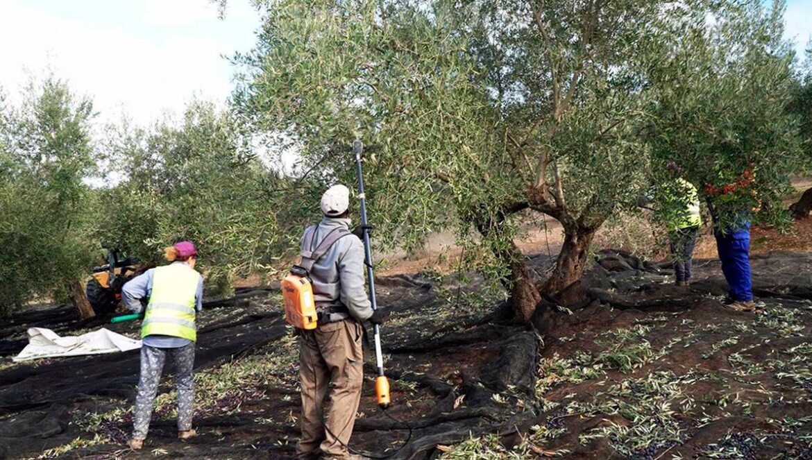 Jornaleros trabajando en la recogida de aceituna.