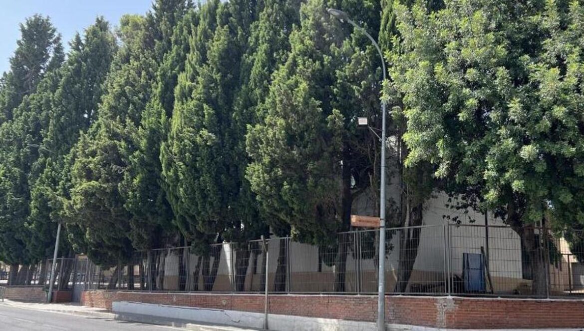 Arbolado sobre el muro. Imágenes del estado del muro.