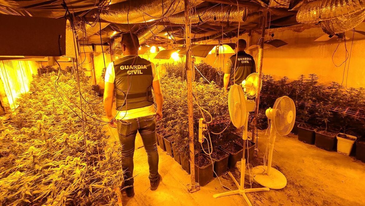 Invernadero de marihuana desmantelado en Lucena
