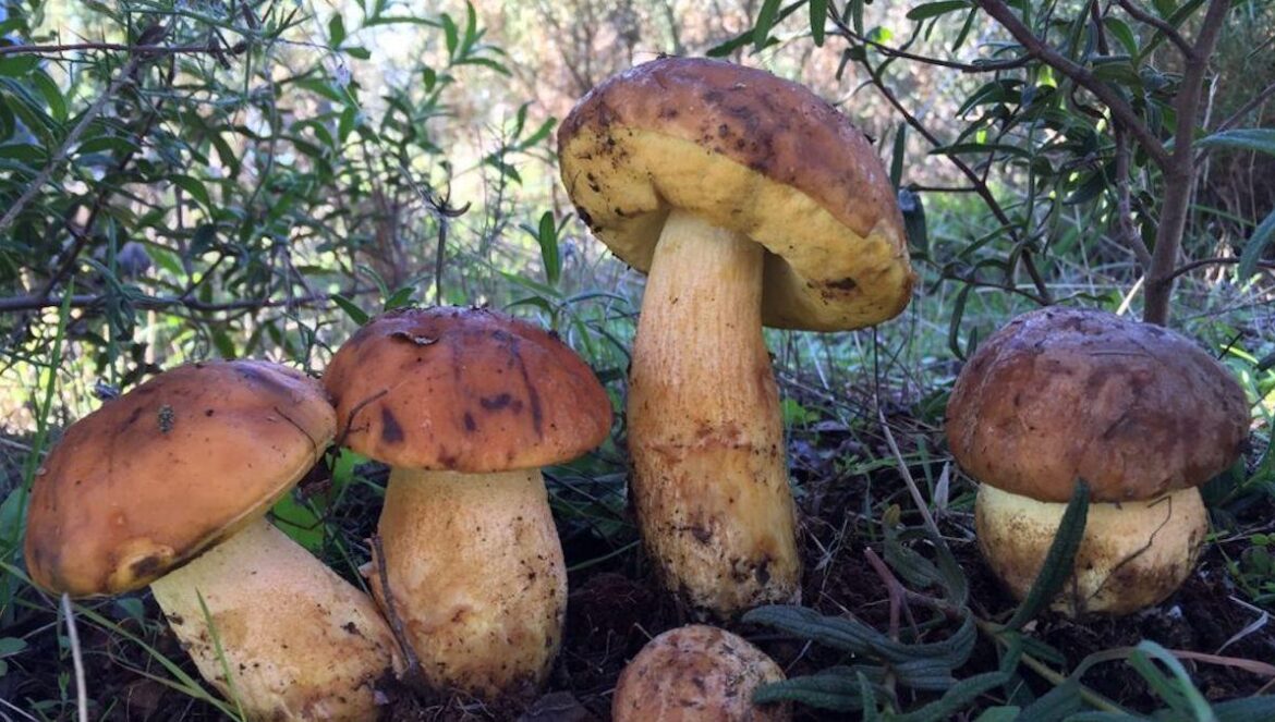 Setas en el campo.
