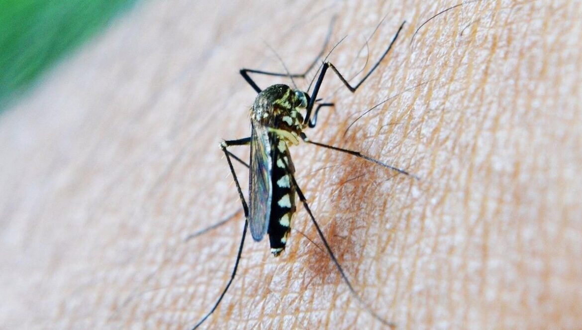 Imagen de un mosquito transmisor del virus del Nilo JUNTA DE ANDALUCÍA