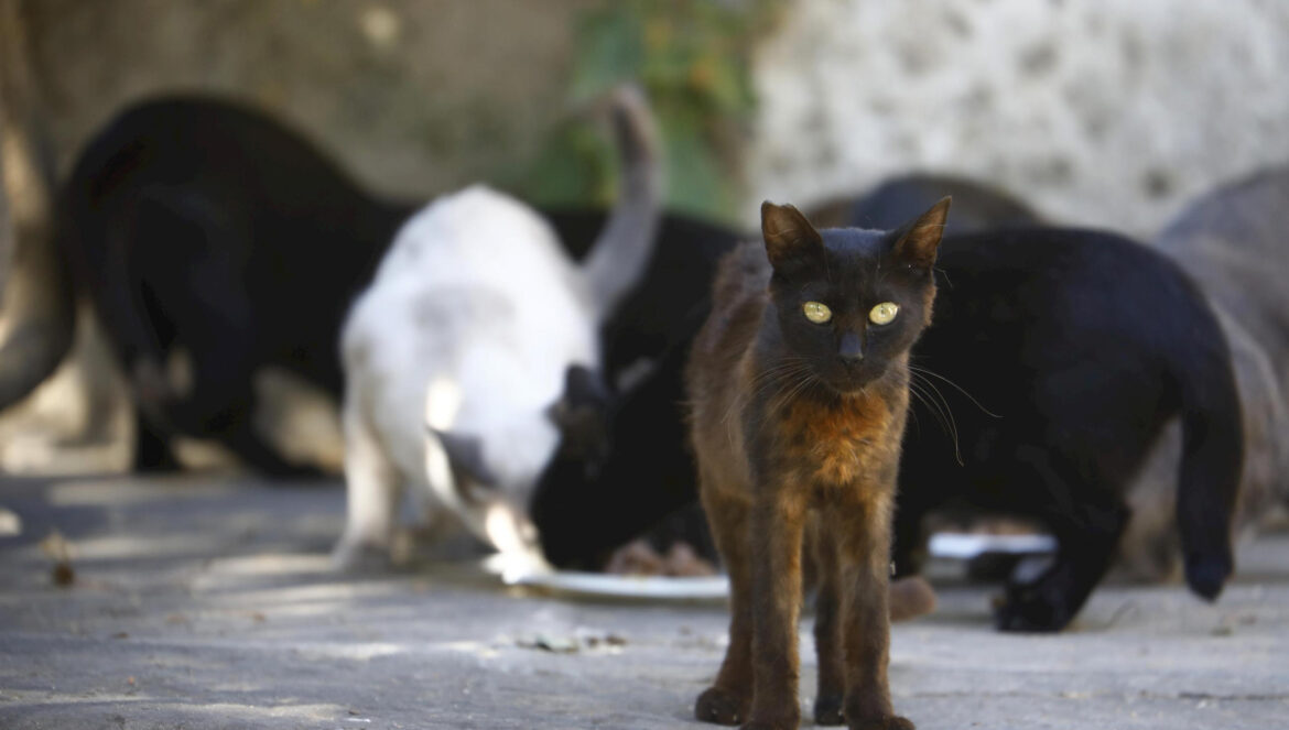 Un grupo de gatos en una calle. / Miguel Ángel Salas