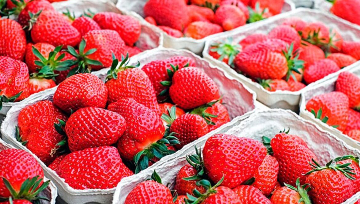 Fresas envasadas listas para su comercialización De izquierda a derecha, Arícia Possas, Fernándo Pérez, Laura Rabasco y Francisco Jiménez, del grupo HIBRO de la Universidad de Córdoba.