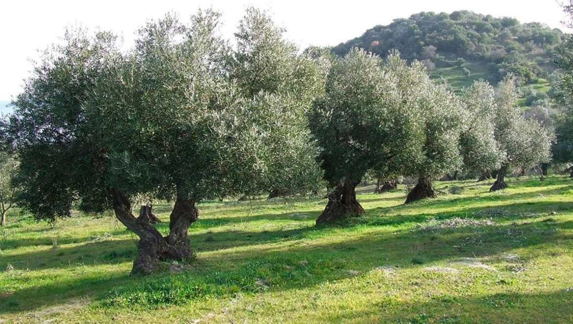 Imagen de un olivar. Olivar | PIXABAY Aceitunas de mesa.