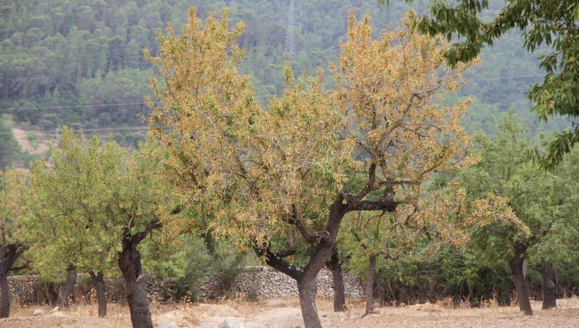 Árbol afectado por la Xylella fastidiosa. Asamblea general en la que se detalló el proyecto.