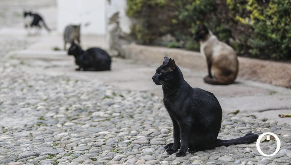Gatos de una colonia felina.