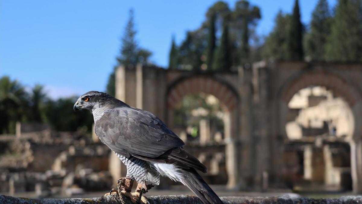 Medina Azahara acogerá un espectáculo de cetrería basado en las aves de la época de Al-Ándalus.