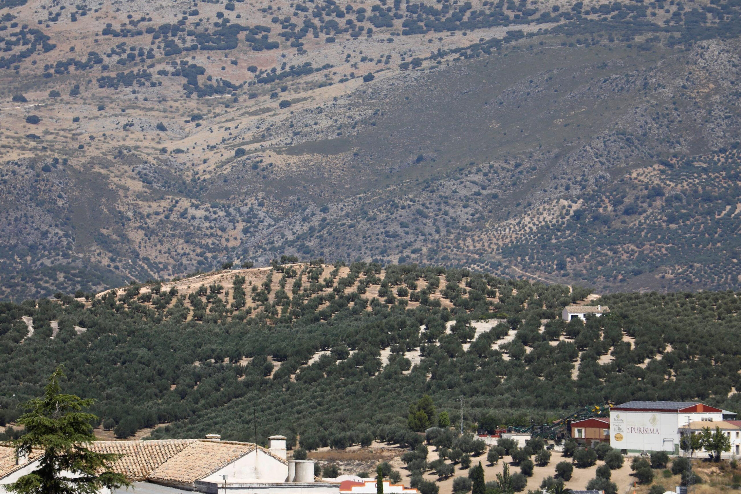 Paisaje de olivos en Priego de Córdoba / Salas / EFE