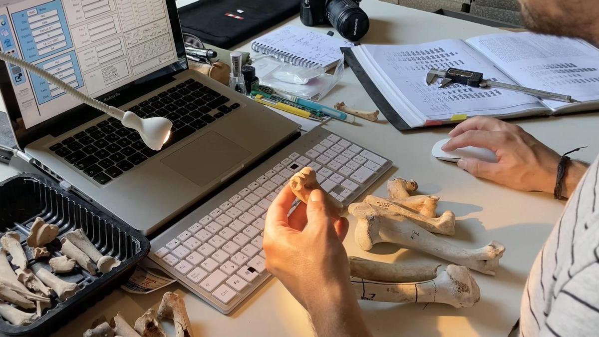 Registro de material arqueofaunístico. Enclave arqueológico de Cercadilla Valva derecha de vieira perforada recuperada de Cercadilla. Mª del C. Fuertes.