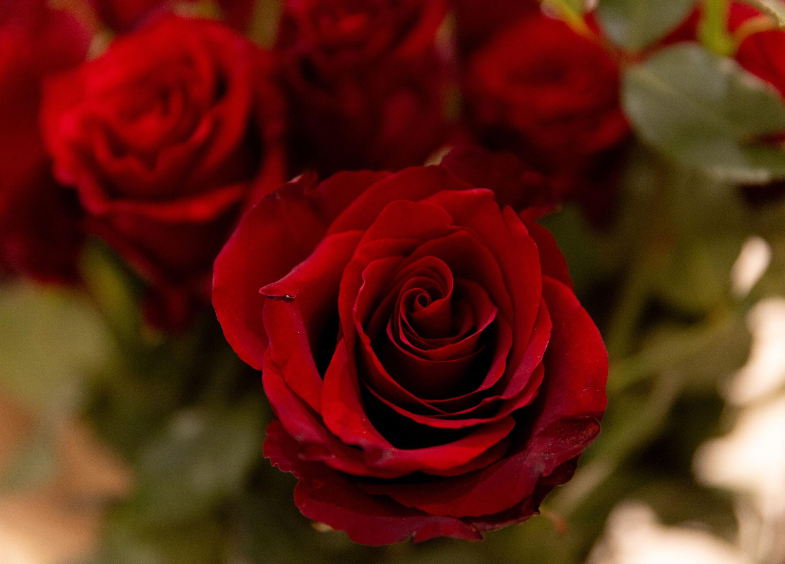 Rosas por San Valentín / Eduardo Parra / Europa Press