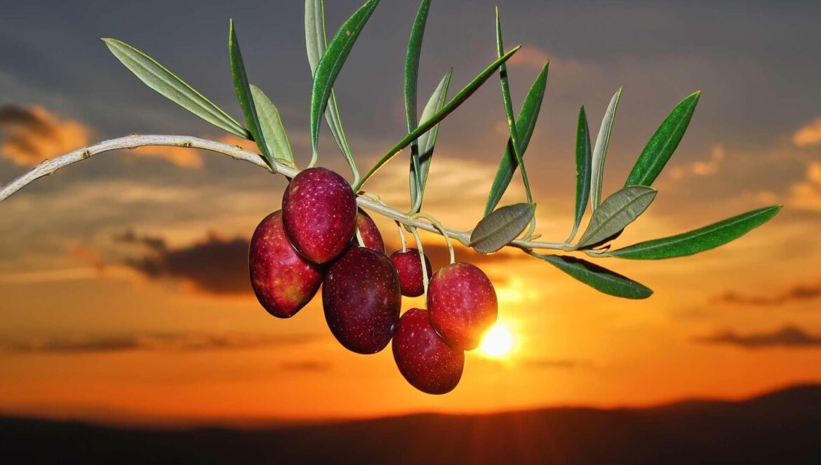 Aceitunas / Turismo de la Subbética