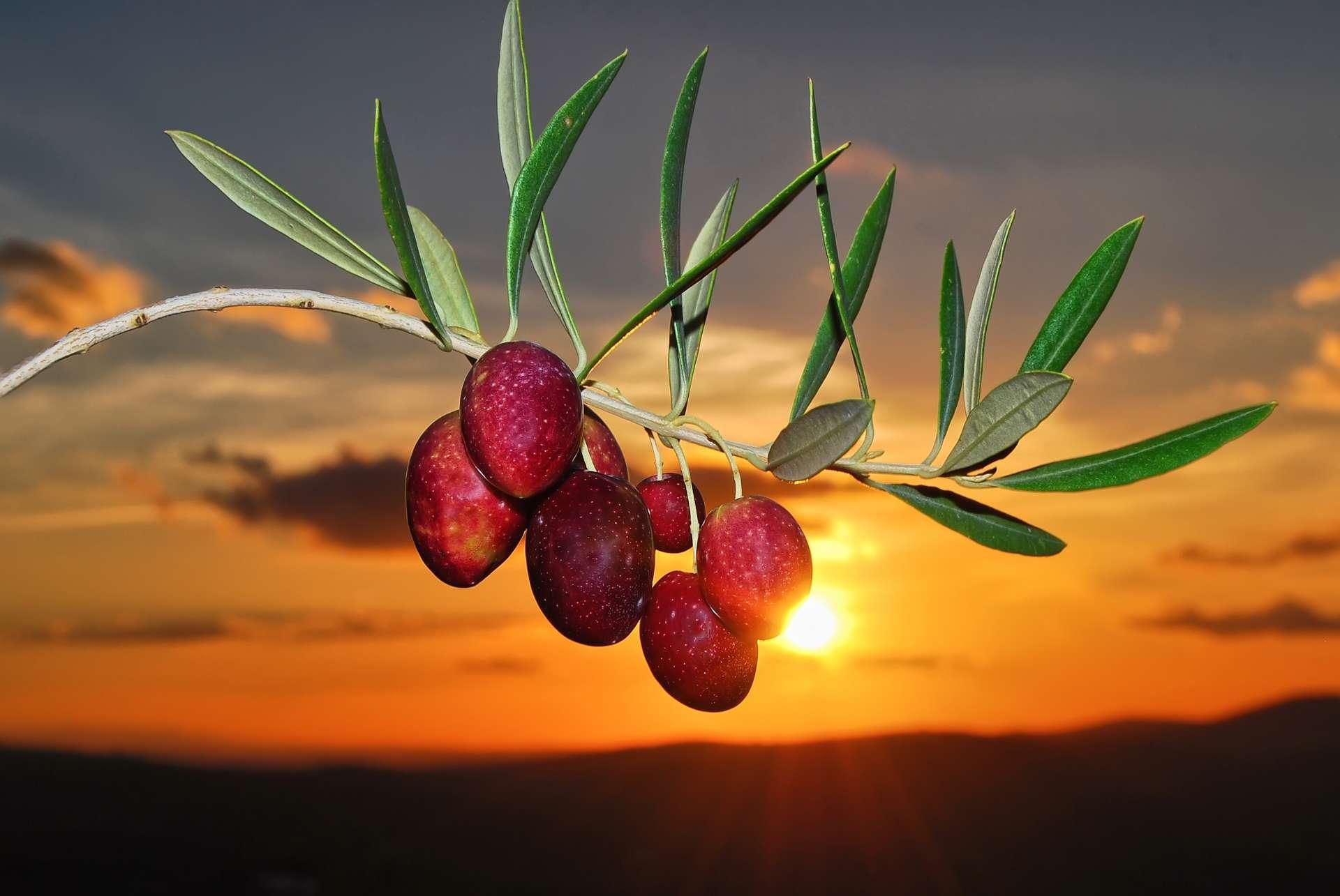 Aceitunas / Turismo de la Subbética