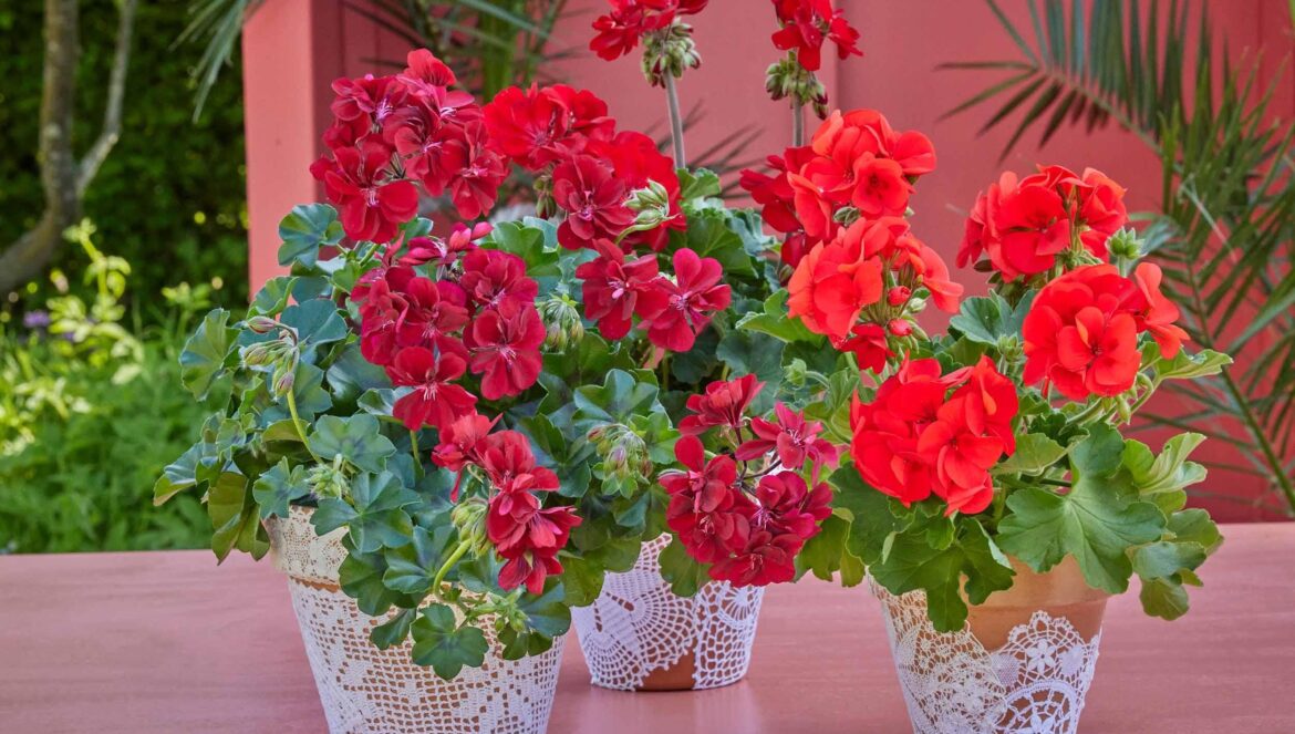 Geranios / Europe in Bloom