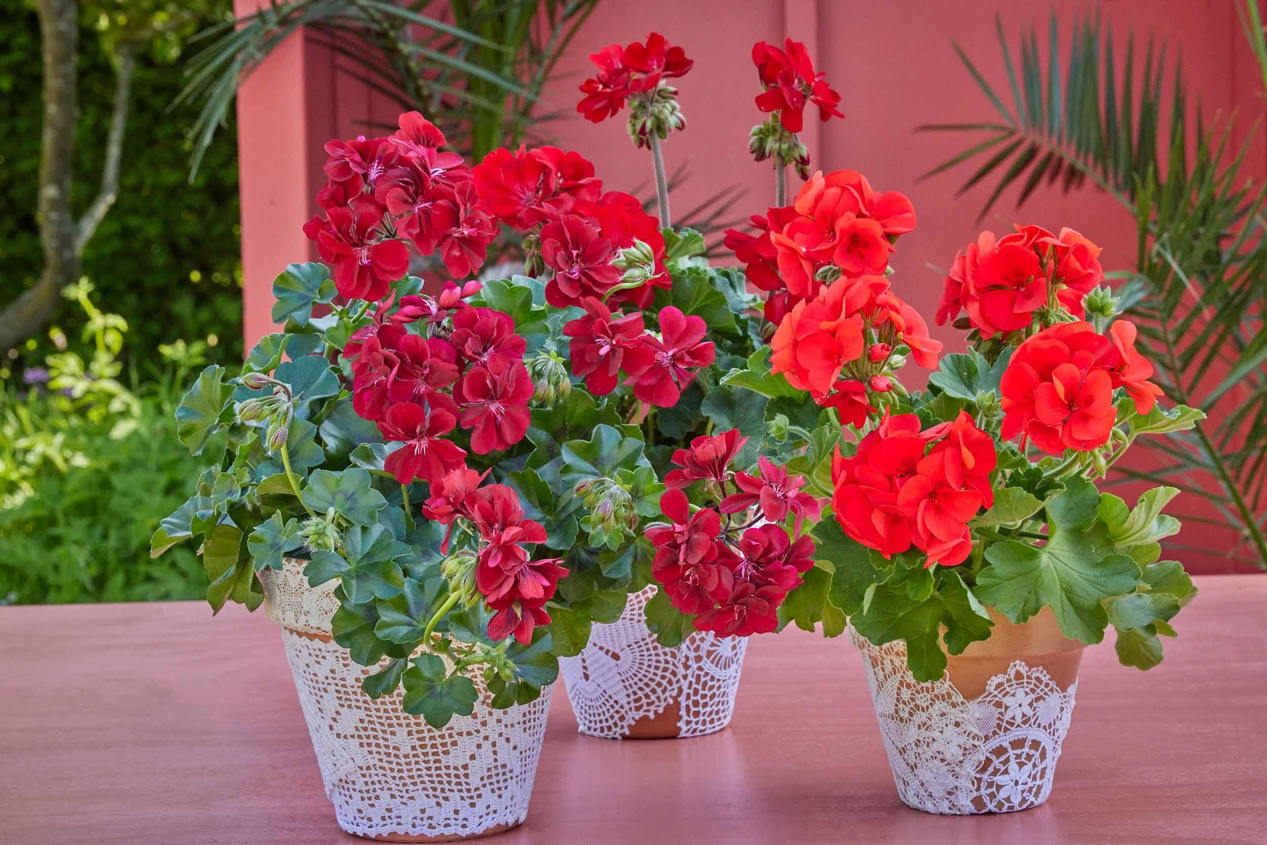 Geranios / Europe in Bloom