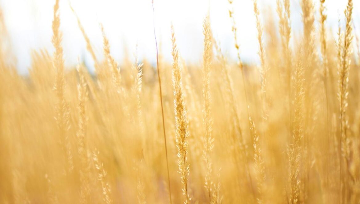 brown grains
