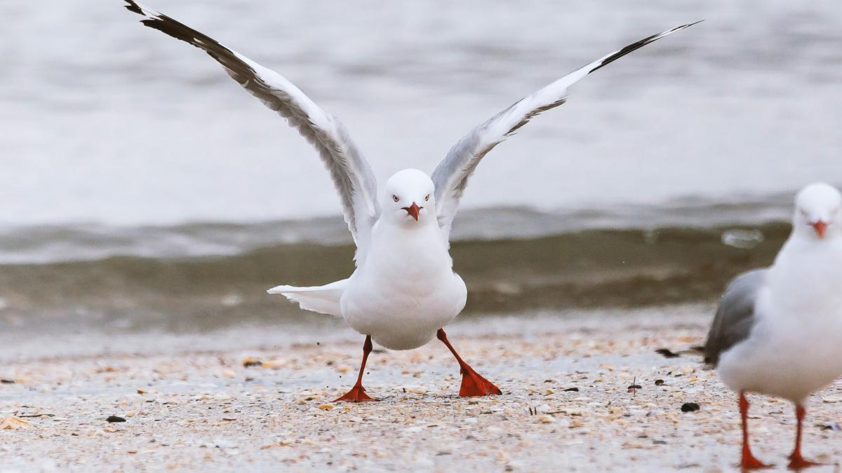 two seagulls in the beach
