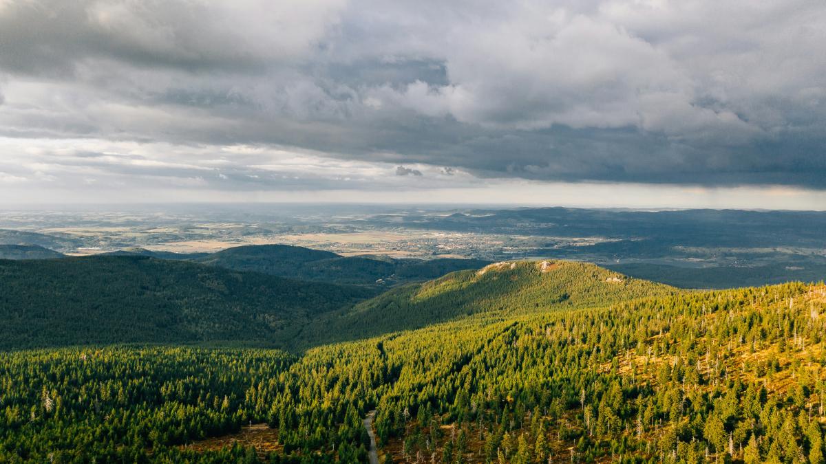 yellow and green leaf trees
