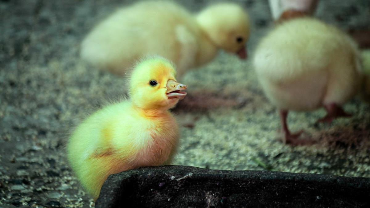 yellow chick on black rock