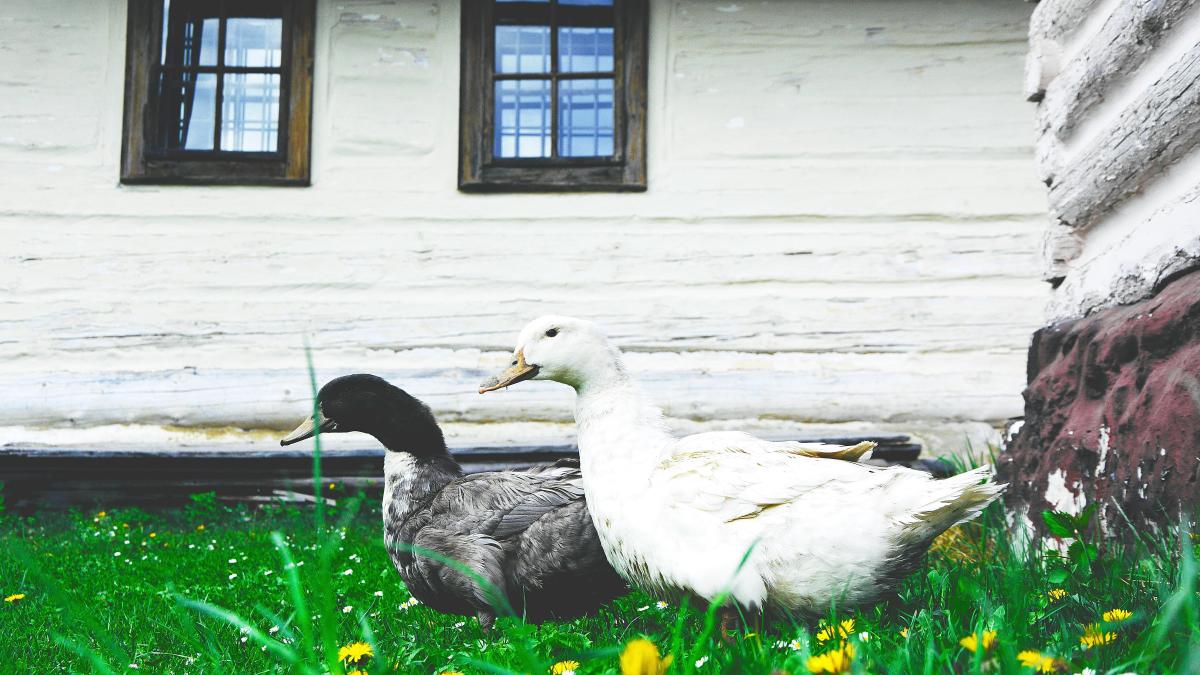 white duck on green grass field