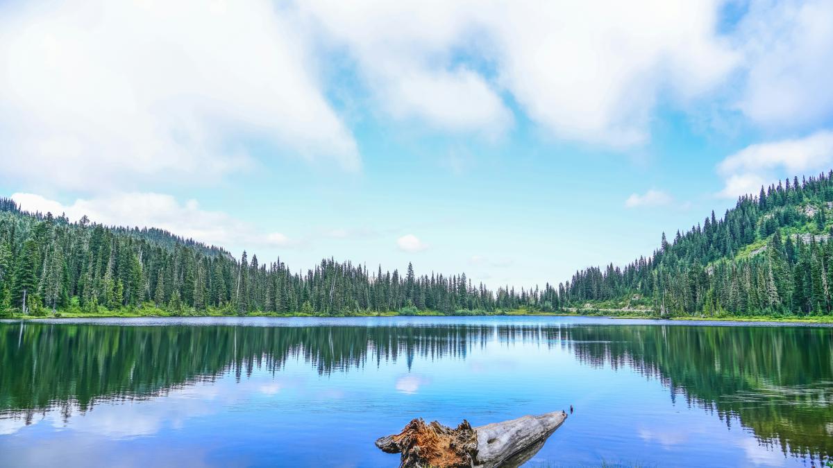 green trees beside lake under white clouds and blue sky during daytime