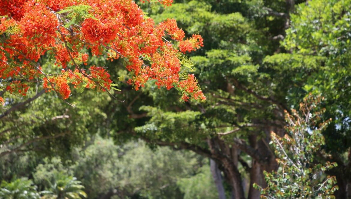 a group of trees with colorful leaves