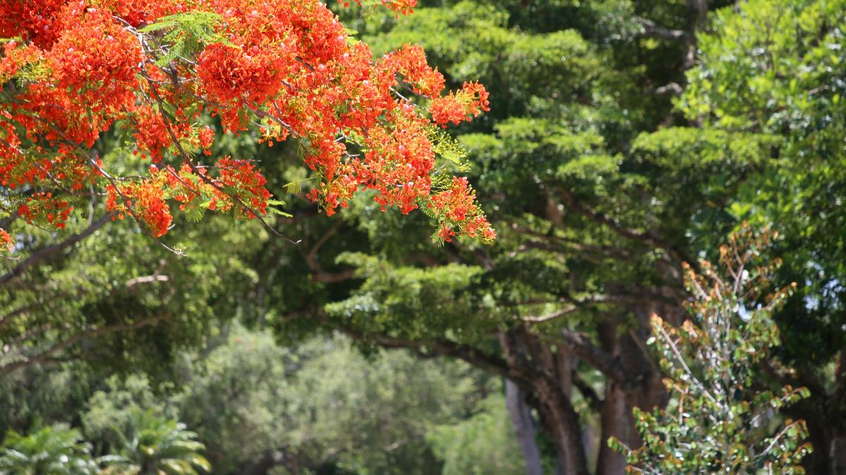 a group of trees with colorful leaves