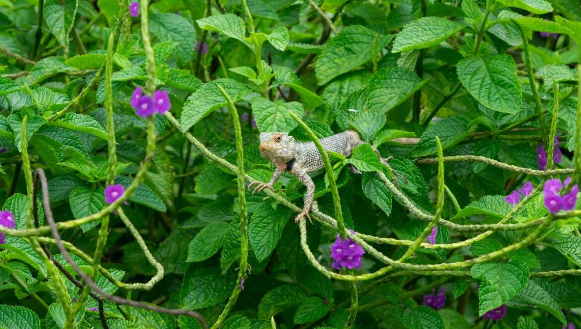 a butterfly on a flower