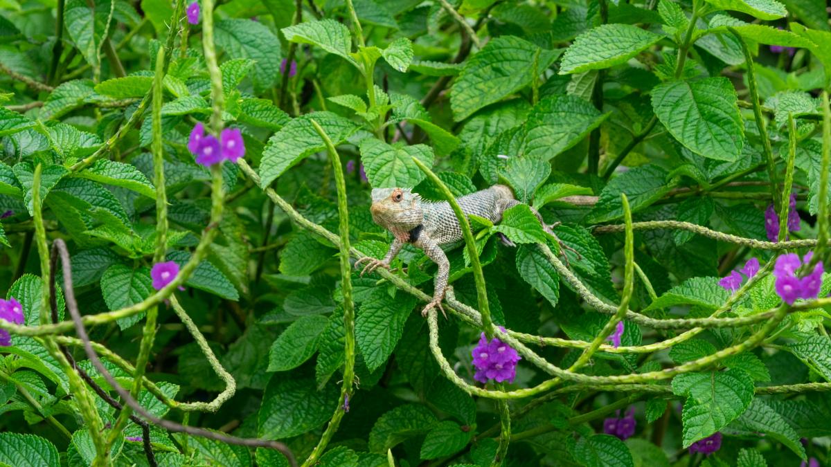 a butterfly on a flower
