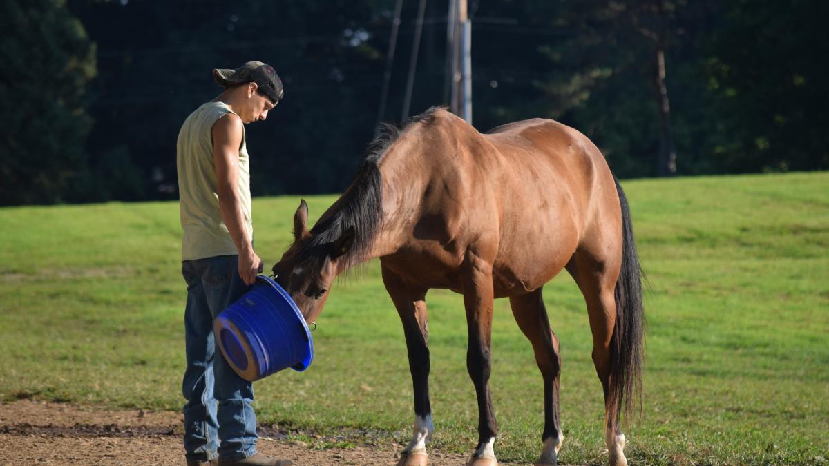 a person with a bucket and a horse