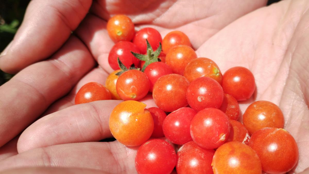 a hand holding a bunch of tomatoes