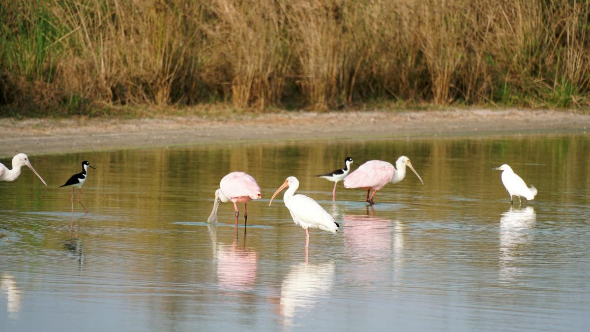 a group of flamingos wading in a body of water