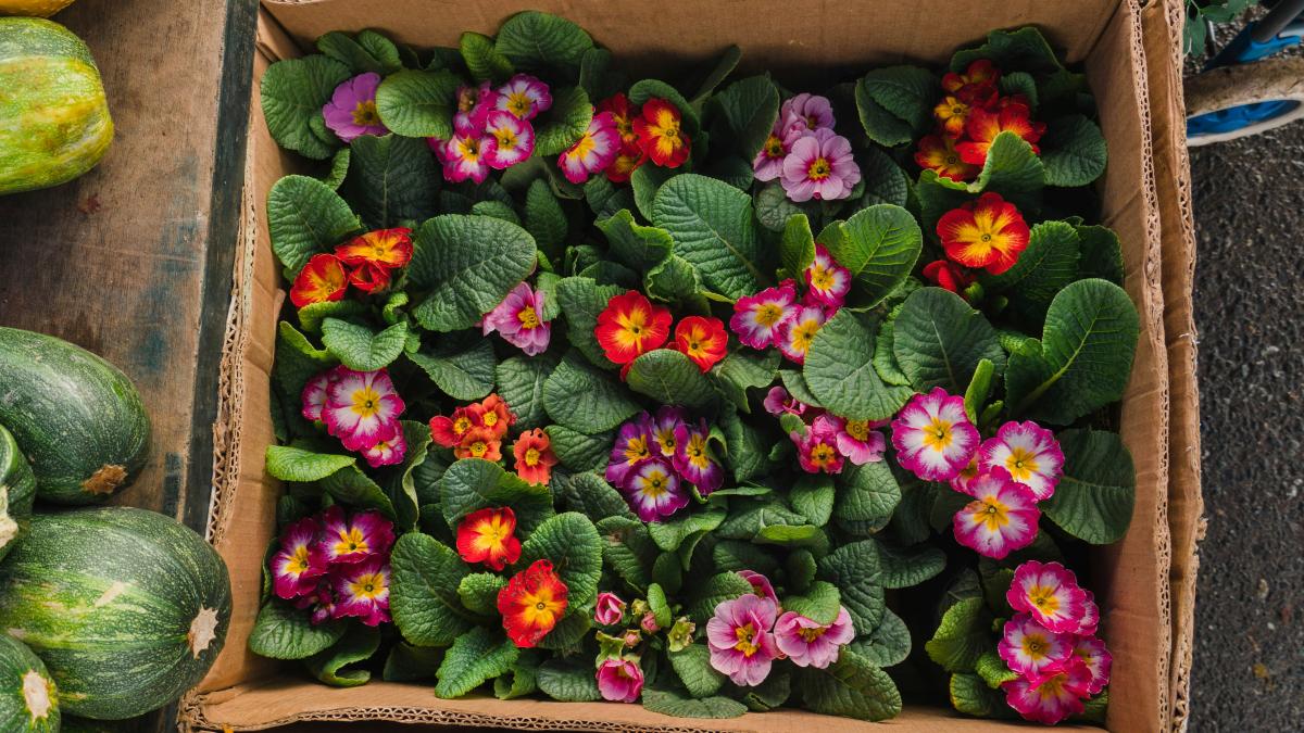 a box filled with lots of flowers next to squash