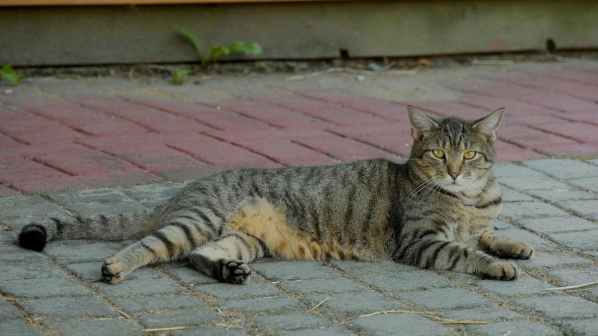 a cat laying on the ground on a brick walkway