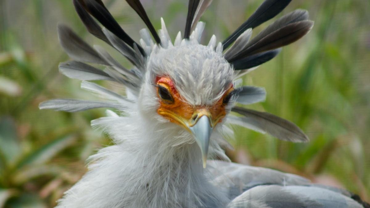 a close up of a bird with feathers on its head