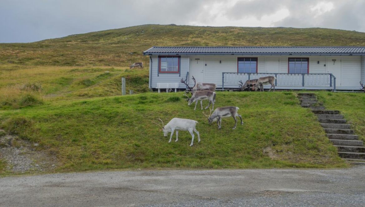 a couple of animals that are standing in the grass