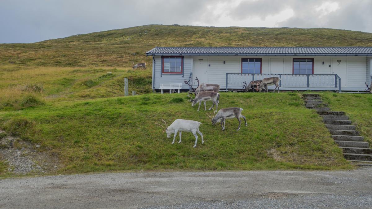 a couple of animals that are standing in the grass