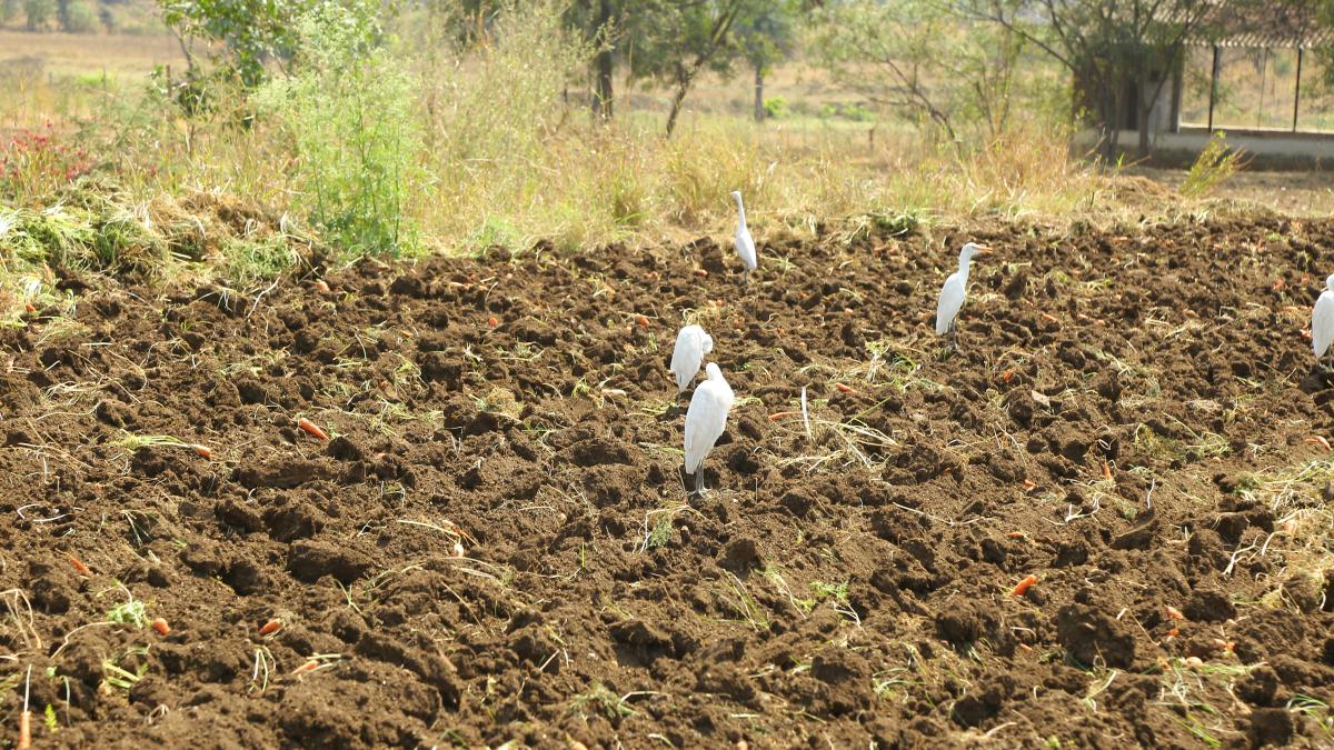 a group of white birds standing on top of a dirt field