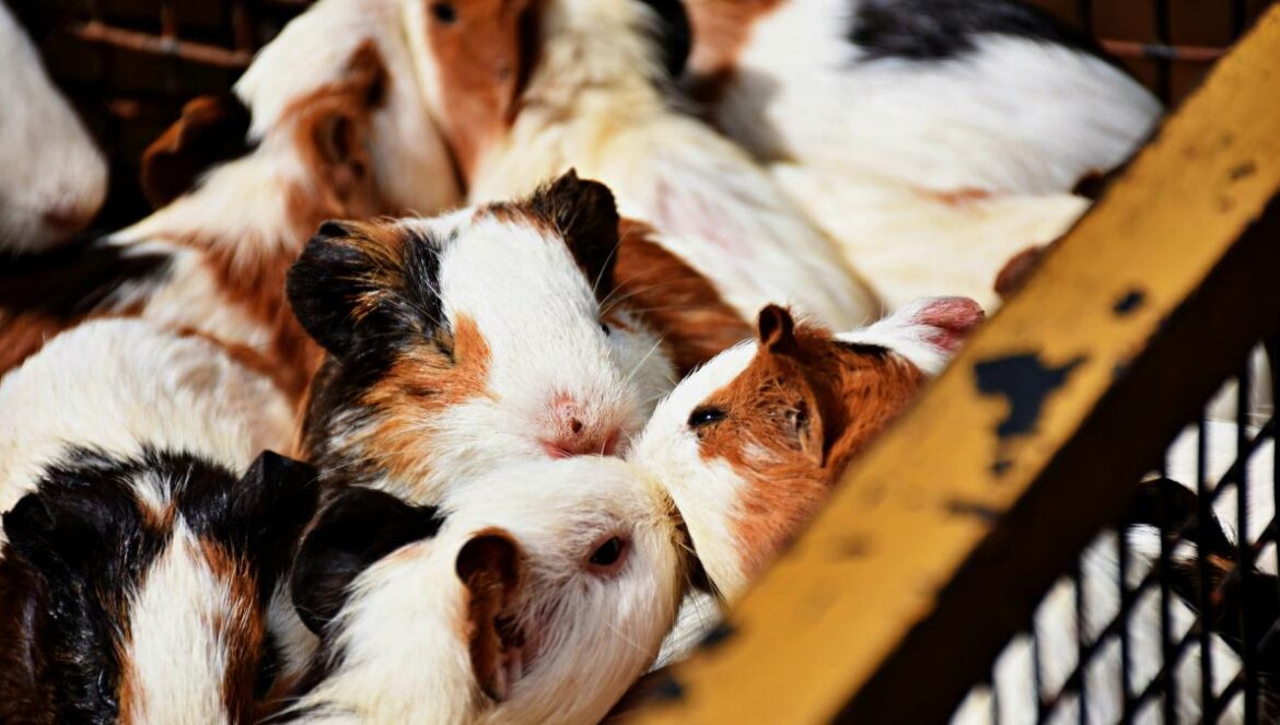 a group of small brown and white dogs in a cage