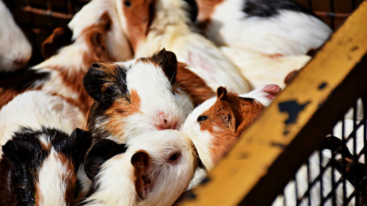 a group of small brown and white dogs in a cage