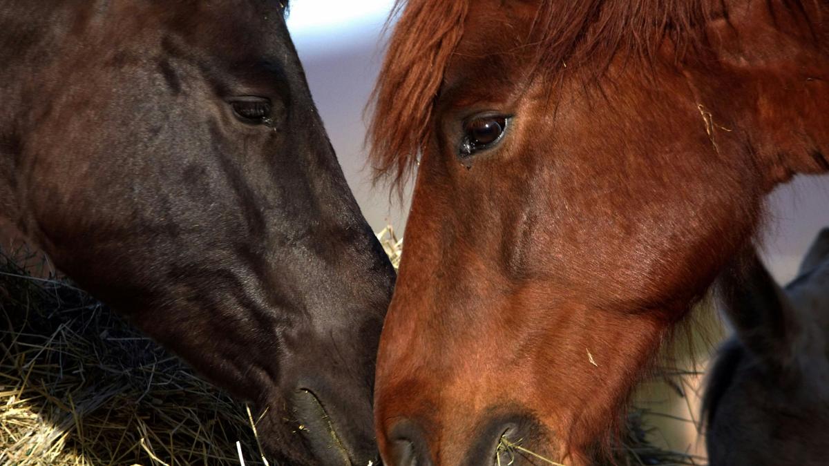a couple of brown horses standing next to each other
