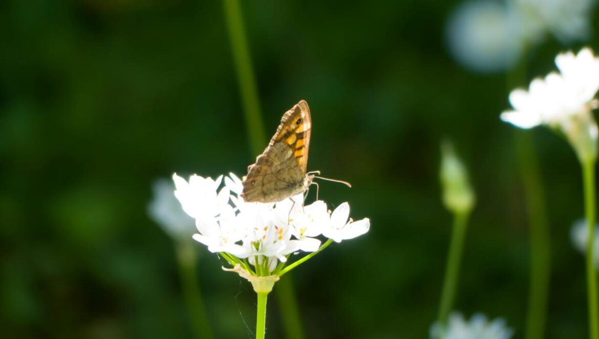 a brown and white butterfly sitting on a white flower