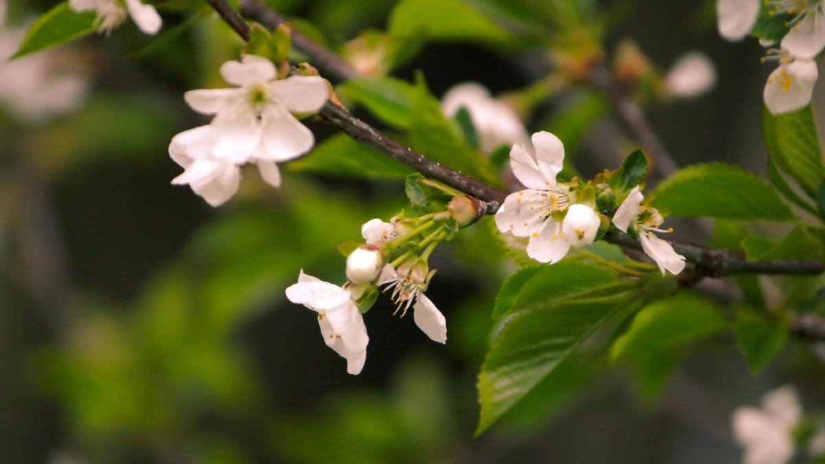 a branch with white flowers and green leaves