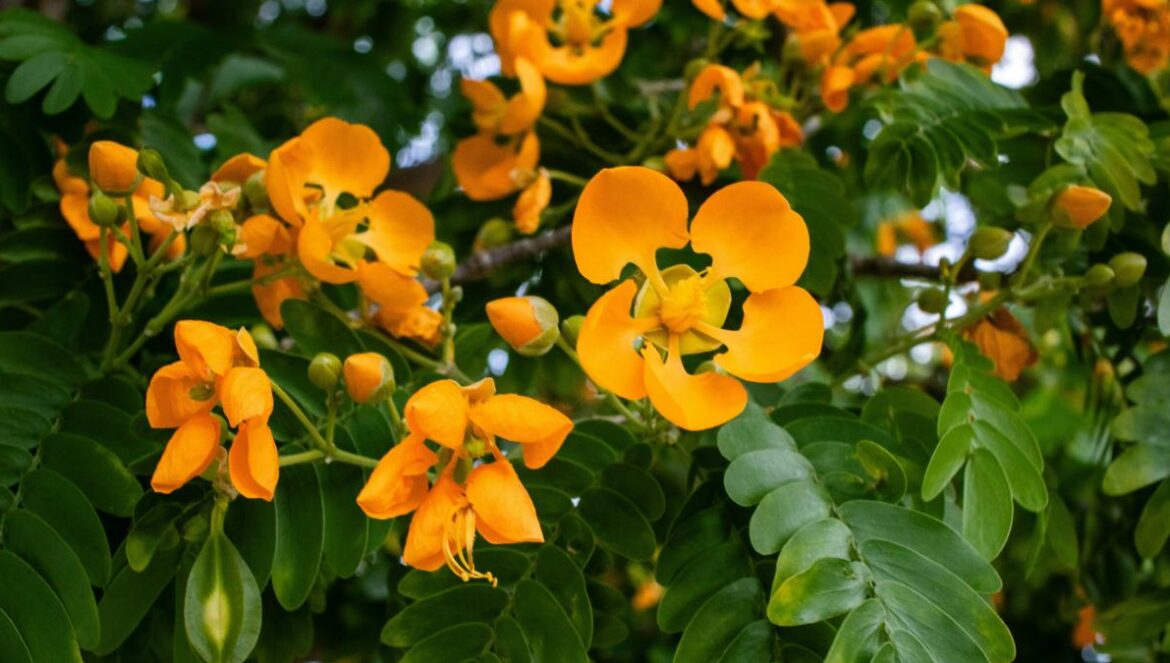 A tree filled with lots of yellow flowers